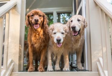 3 dogs standing at a stairway