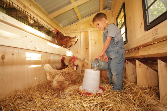 Boy with Chickens