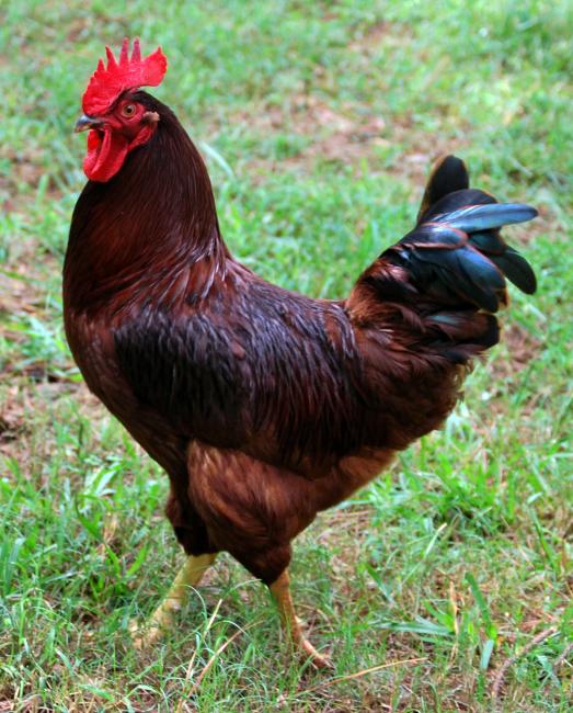 Rhode Island Red