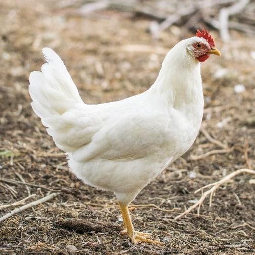 White Leghorn