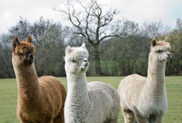 Three alpacas outside