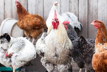 A group of chickens in front of a coop