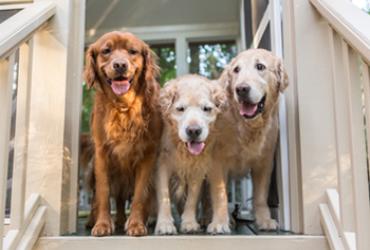 3 dogs looking out of a dog kennel