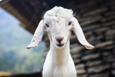 white goat in front of goat shed