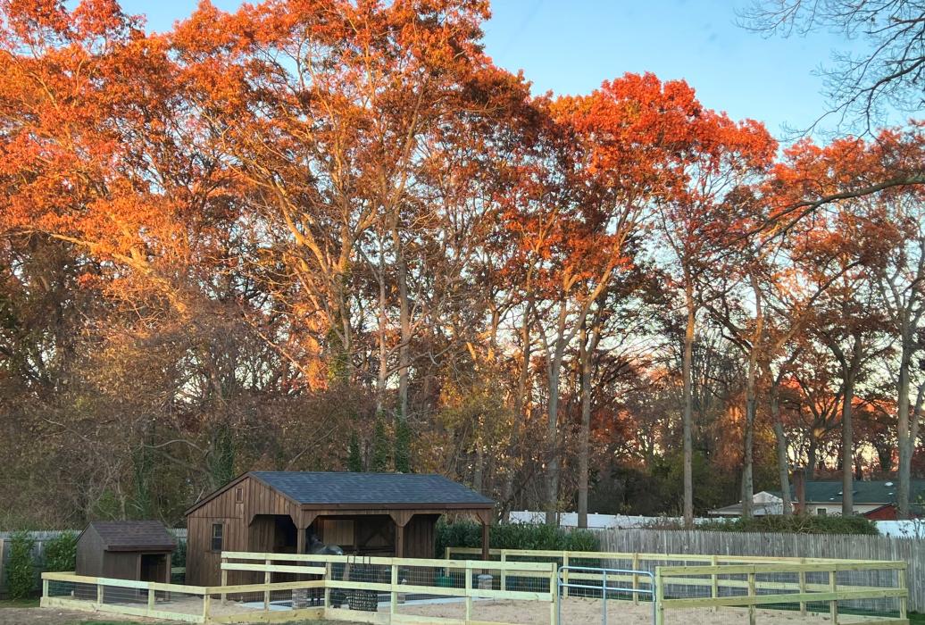 BOARD & BATTEN SHED ROW - 10' X 20' WITH 8' OVERHANG -2 BOARD & BATTEN SHED ROW - 10' X 20' WITH 8' OVERHANG -2