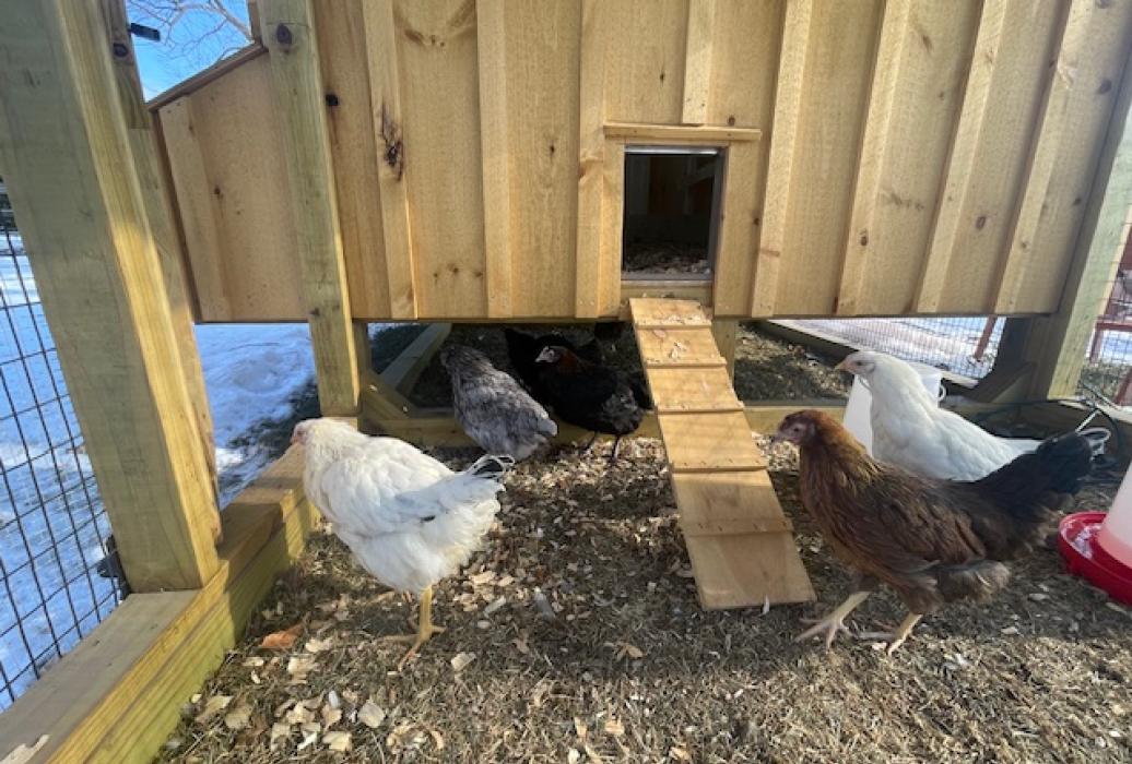 7' X 12' COMBO CHICKEN COOP AND RUN (Q712C) ramp