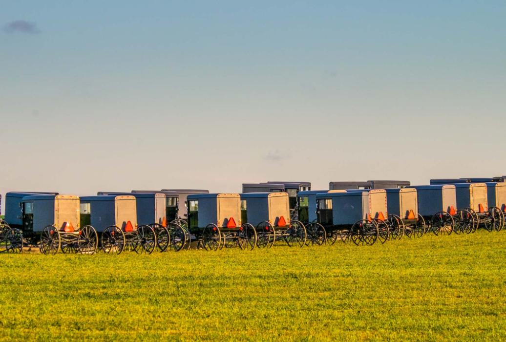A line of Amish buggies parked in a field