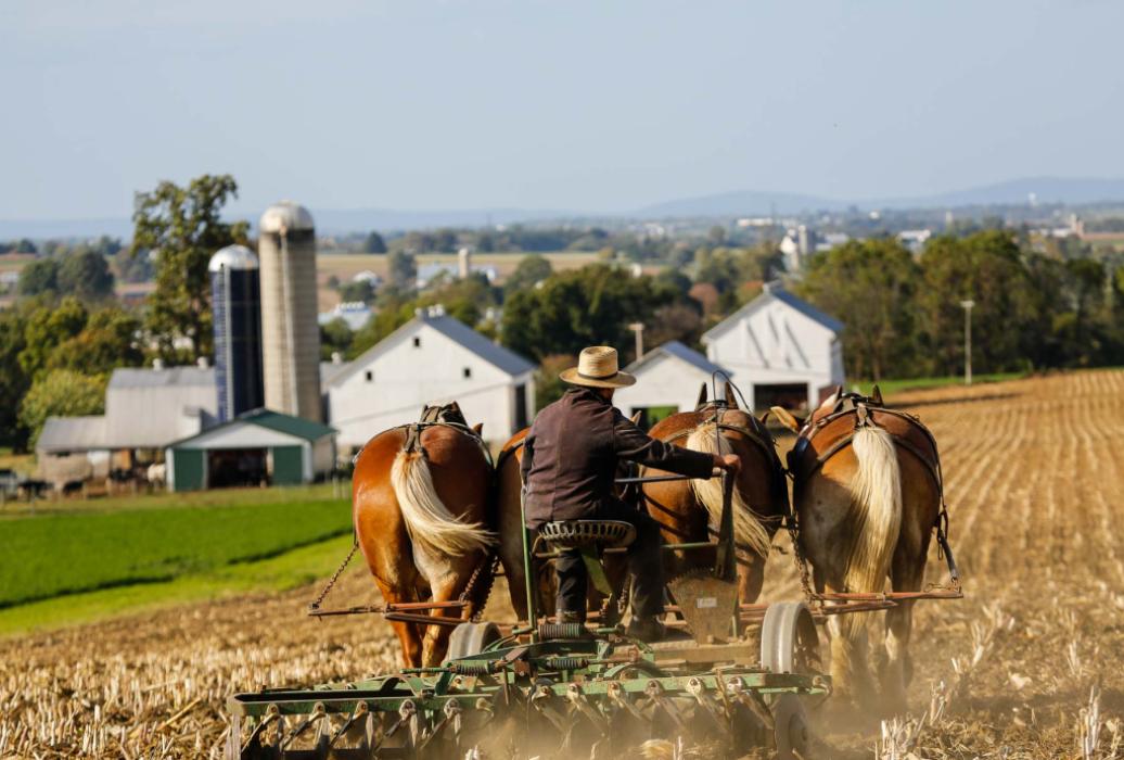Amish man discing a field using horses